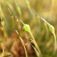 Physcomitrium pyriforme