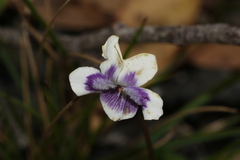 Viola eminens