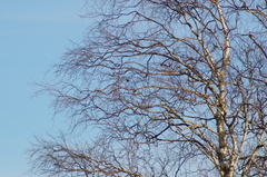 Calcarius lapponicus