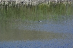 Podiceps occipitalis