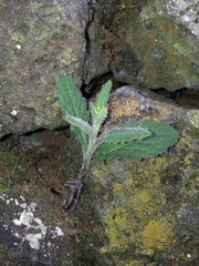 Senecio scaberulus