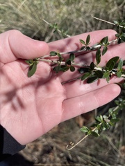 Aloysia