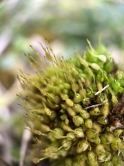Physcomitrium pyriforme