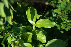 Melicoccus bijugatus