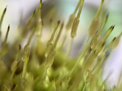 Physcomitrium pyriforme