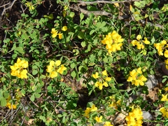 Coronilla valentina glauca