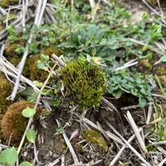 Physcomitrium pyriforme