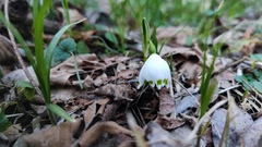 Leucojum vernum