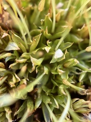 Physcomitrium pyriforme