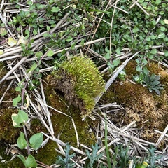 Physcomitrium pyriforme