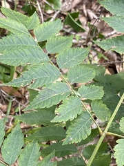 Koelreuteria