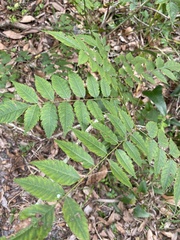 Koelreuteria