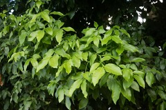 Melicoccus bijugatus