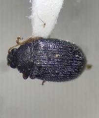 Epitrix fuscula
