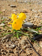 Narcissus bulbocodium