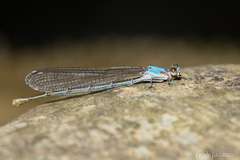 Argia moesta