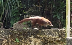 Nasua narica nelsoni