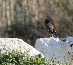 Acridotheres tristis