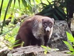 Nasua narica nelsoni