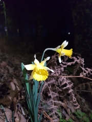 Narcissus pseudonarcissus