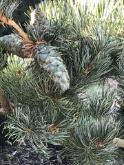 Pinus parviflora
