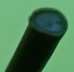 Platycaulos compressus