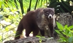 Nasua narica nelsoni