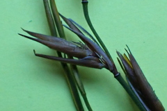 Platycaulos compressus