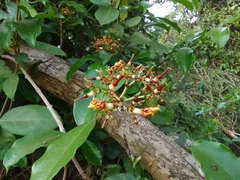 Strophanthus wightianus