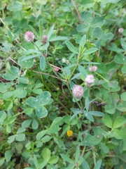 Image of Trifolium arvense