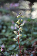 Pyrola picta