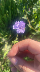 Phacelia distans