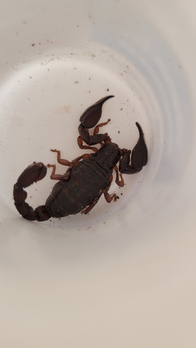 Cozumel Scorpion