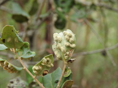 Dryomyia lichtensteinii