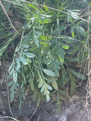 Ratibida columnifera