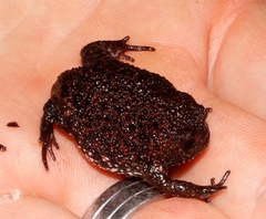 Breviceps acutirostris