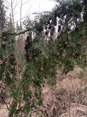 Tsuga heterophylla
