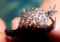 Breviceps acutirostris