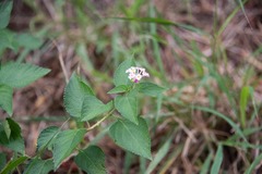 Lantana involucrata