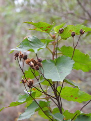 Cistus populifolius