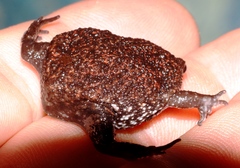 Breviceps acutirostris