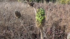 Dipsacus sativus