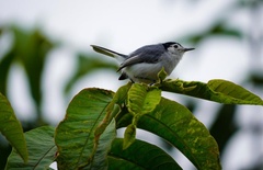 Polioptila bilineata