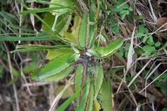 Kalanchoe pinnata