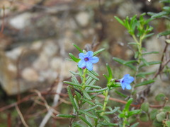 Glandora prostrata lusitanica