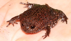 Breviceps acutirostris