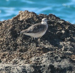 Pluvialis squatarola