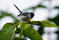 Polioptila bilineata