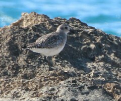 Pluvialis squatarola