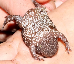 Breviceps acutirostris